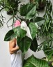 Philodendron White Princess Ø 6 см