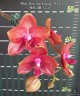 Phal. Miro Sun Beauty '3110' 2.5''