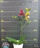 Phal. I-Hsin Claire (peloric - 3 lips) 2.5''