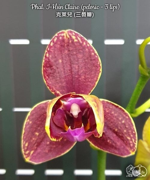 Phal. I-Hsin Claire (peloric - 3 lips) 2.5''