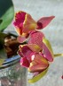 Phal. I-Hsin Claire (peloric - 3 lips) 2.5''