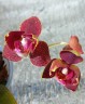 Phal. I-Hsin Claire (peloric - 3 lips) 2.5''