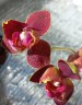 Phal. I-Hsin Claire (peloric - 3 lips) 2.5''
