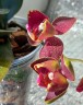 Phal. I-Hsin Claire (peloric - 3 lips) 2.5''