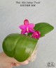 Phal. Miki Sabina 'Peach' 2.5''