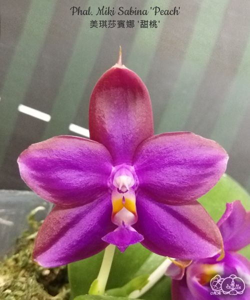Phal. Miki Sabina 'Peach' 2.5''