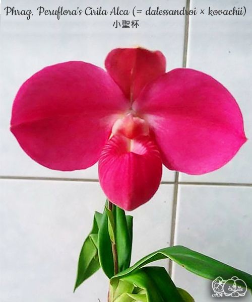 Phrag. Peruflora's Cirila Alca (= dalessandroi × kovachii) 2.5"