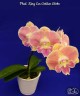 Phal. King Car Golden Globe 2.5''