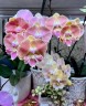 Phal. King Car Golden Globe 2.5''