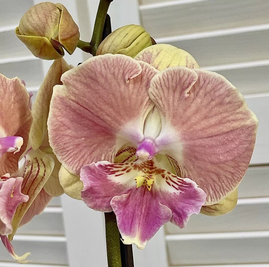 Phal. King Car Golden Globe 2.5''