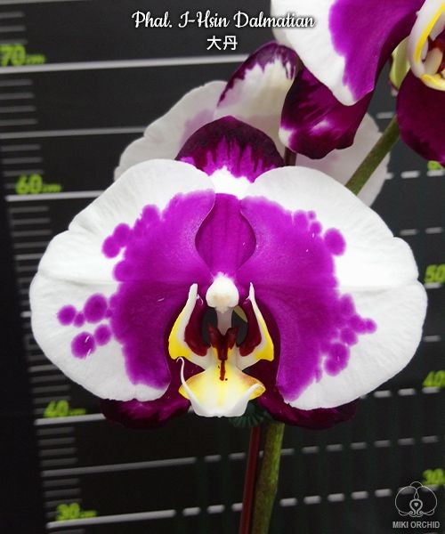 Phal. I-Hsin Dalmatian 2.8" УЦЕНКА (Мех. повр. лист.)