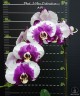 Phal. I-Hsin Dalmatian 2.8" УЦЕНКА (Мех. повр. лист.)