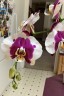Phal. I-Hsin Dalmatian 2.8" УЦЕНКА (Мех. повр. лист.)