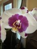 Phal. I-Hsin Dalmatian 2.8" УЦЕНКА (Мех. повр. лист.)