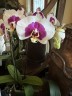 Phal. I-Hsin Dalmatian 2.8" УЦЕНКА (Мех. повр. лист.)