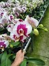 Phal. I-Hsin Dalmatian 2.8" УЦЕНКА (Мех. повр. лист.)