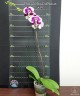 Phal. I-Hsin Dalmatian 2.8" УЦЕНКА (Мех. повр. лист.)