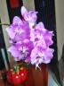 Phal. Miki Super Robin 'Pink' 2.5'' УЦЕНКА