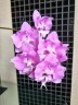 Phal. Miki Super Robin 'Pink' 2.5'' УЦЕНКА