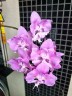 Phal. Miki Super Robin 'Pink' 2.5'' УЦЕНКА