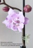 Phal. Miki Super Robin 'Pink' 2.5'' УЦЕНКА