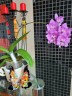 Phal. Miki Super Robin 'Pink' 2.5'' УЦЕНКА