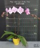 Phal. Miki Super Robin 'Pink' 2.5'' УЦЕНКА