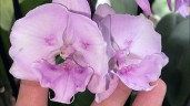 Phal. Miki Super Robin 'Pink' 2.5'' УЦЕНКА