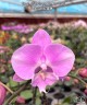 Phal. Miki Super Robin 'Pink' 2.5'' УЦЕНКА