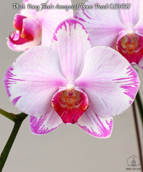 Phal. Fong Tien's Amapearl 'Cone Pearl CL913G' 2.5''