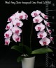 Phal. Fong Tien's Amapearl 'Cone Pearl CL913G' 2.5''