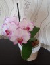 Phal. Fong Tien's Amapearl 'Cone Pearl CL913G' 2.5''
