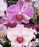 Phal. Fong Tien's Amapearl 'Cone Pearl CL913G' 3.0''