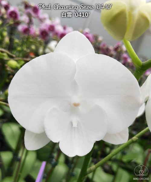Phal. Charming Snow '0410' 2.5''