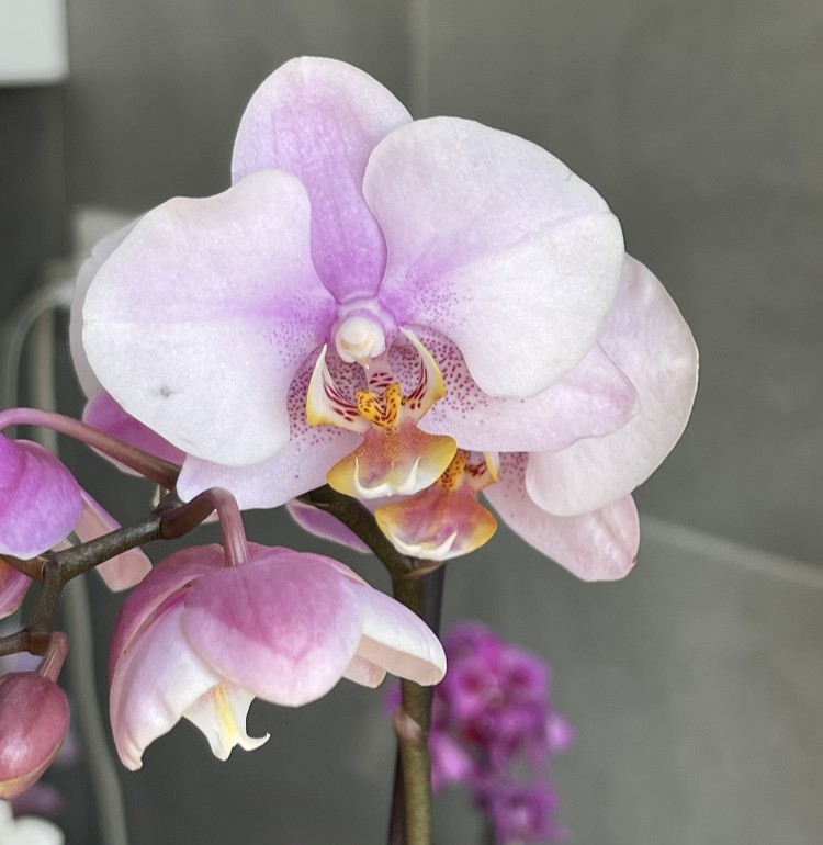 Kolibri Orchids - Мультифлора (1 цветонос; Ø 12 см)