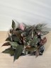 Philodendron Princess Marble (Ø 6 см)