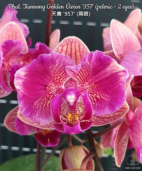 Phal. Tiannong Golden Vivien '957' (peloric - 2 eyes) 2.5''