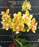 Phal. Yellow Wave '532' (peloric) 2.5''
