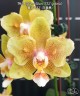 Phal. Yellow Wave '532' (peloric) 2.5''