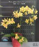 Phal. Yellow Wave '532' (peloric) 2.5''
