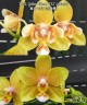 Phal. Yellow Wave '532' (peloric) 2.5''