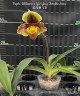 Paph. Williams x Yu-Ying Twinkle Stars 2.5''