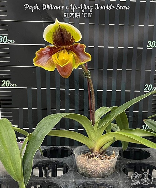 Paph. Williams x Yu-Ying Twinkle Stars 2.5''