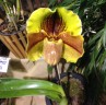 Paph. Williams x Yu-Ying Twinkle Stars 2.5''