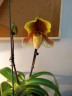 Paph. Williams x Yu-Ying Twinkle Stars 2.5''