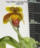 Paph. Williams x Yu-Ying Twinkle Stars 2.5''