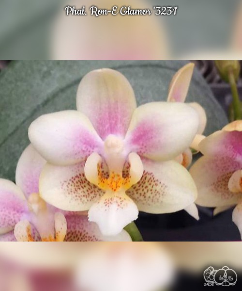 Phal. Ron-E Glamor '3231' 2.5"