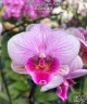 Phal. Miki Super Artist 2.5''