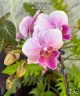 Phal. Miki Super Artist 2.5''