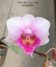 Phal. Miki Super Artist 2.5''